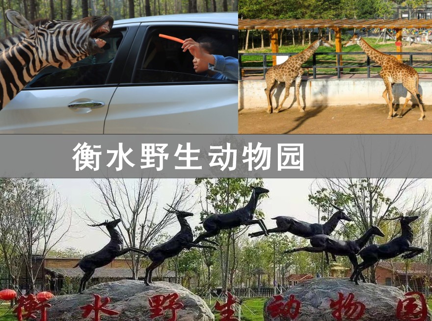 衡水定制亲子动物园一日游（含一名成人一名儿童)