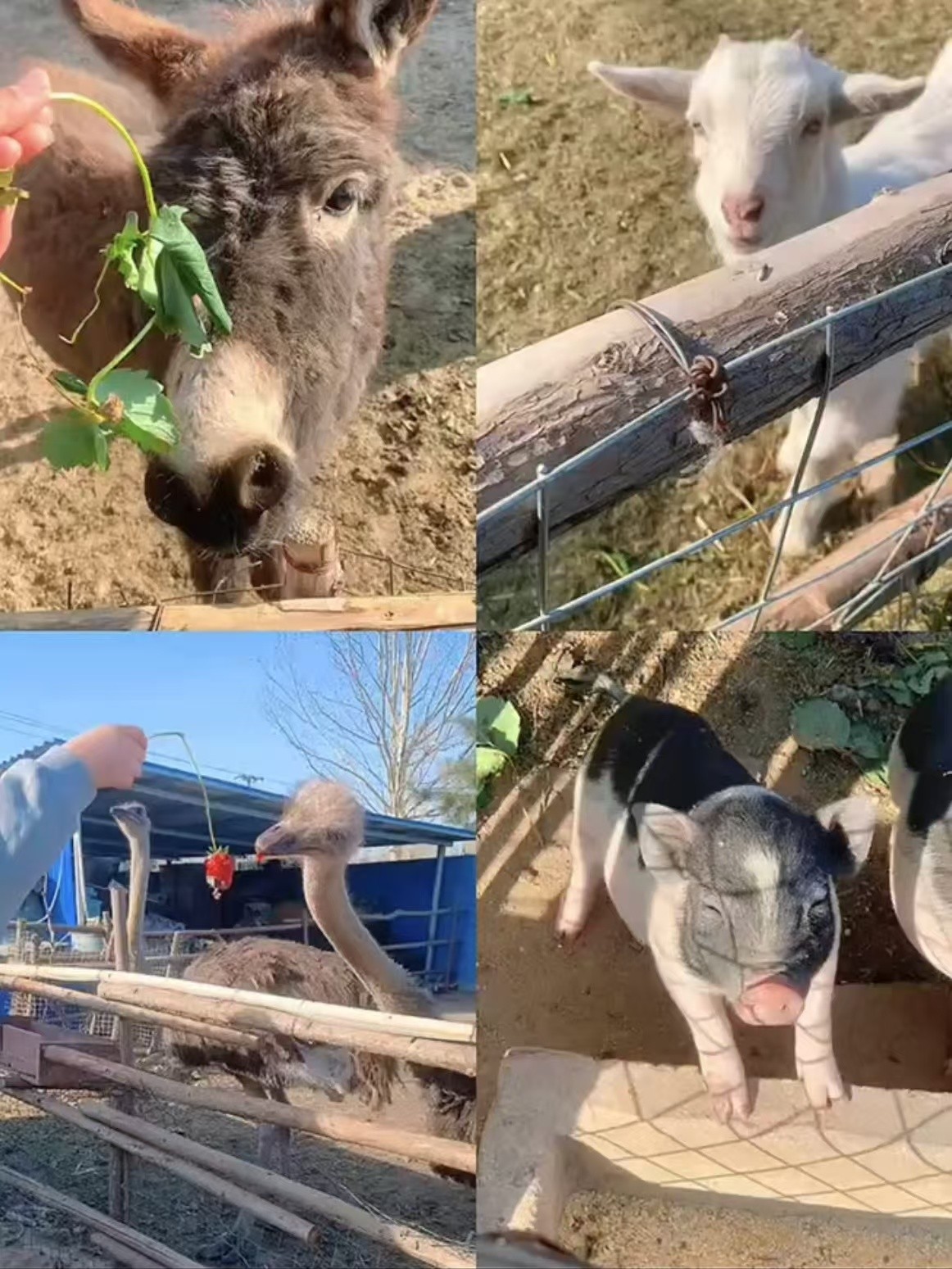 【石家庄定制】草莓自由日，亲子“趣植树”【成人缴费通道】