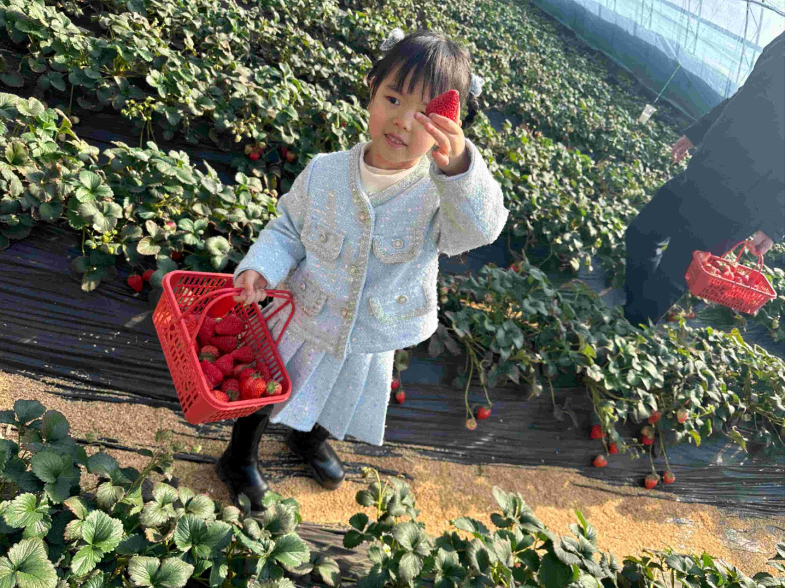 【石家庄定制】草莓自由日，亲子“趣植树”【成人缴费通道】