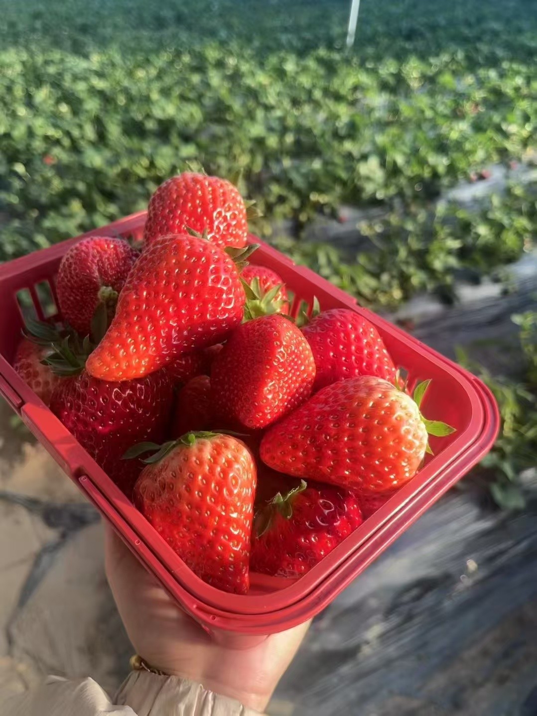 【石家庄定制】草莓自由日，亲子“趣植树”【成人缴费通道】