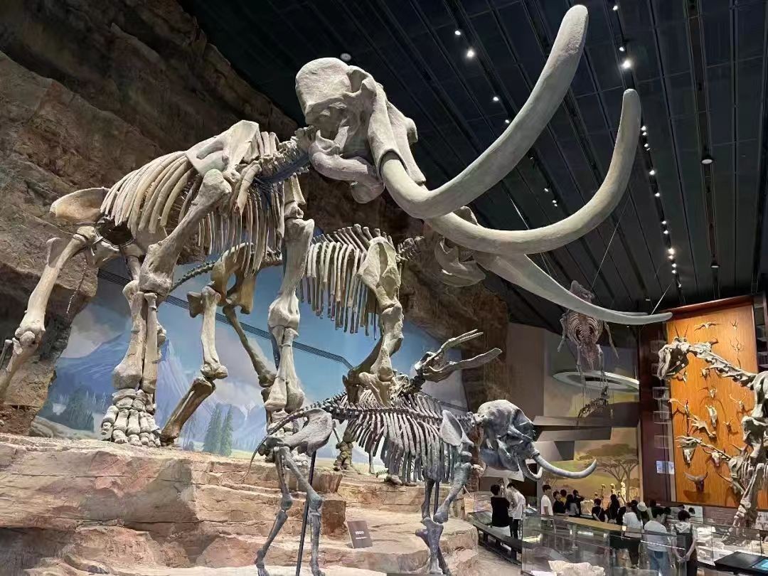 【保定曲阳】走进博物馆之城