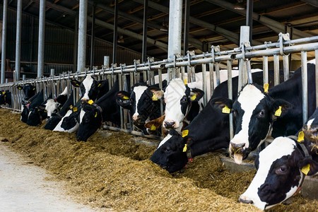 【邯郸武安】牛奶工厂参观体验研学营-预览图