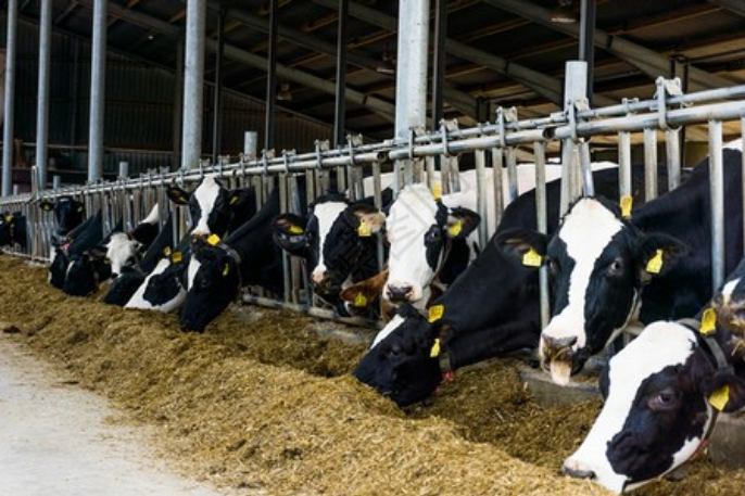 【邯郸广平】牛奶工厂参观体验研学营-预览图