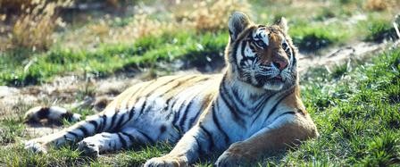 【衡水深州定制】三星堆，动物园第一批